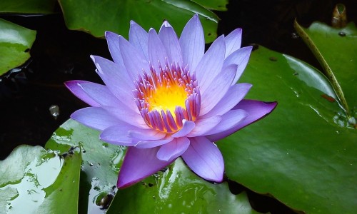 霉菌性皮肤病怎么治疗-霉菌皮炎图片大全专区_霉菌性皮炎可以自愈吗专区_霉菌性皮炎图片网